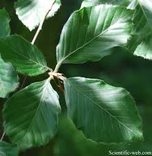 Attēlu rezultāti vaicājumam “Fagus sylvatica fo. laciniata bud”