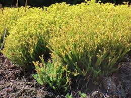 Attēlu rezultāti vaicājumam “Sedum sexangulare flower”