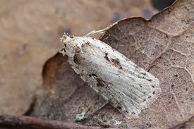 Attēlu rezultāti vaicājumam “Agonopterix ocellana”