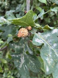 Attēlu rezultāti vaicājumam “Andricus foecundatrix”