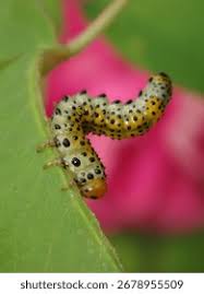 Attēlu rezultāti vaicājumam “Argidae larva”