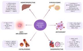 Attēlu rezultāti vaicājumam “Lonicera caerulea var. pallasii”