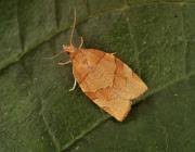 Attēlu rezultāti vaicājumam “Pandemis cinnamomeana female”