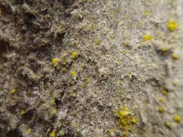 Attēlu rezultāti vaicājumam “Sclerophora coniophaea”