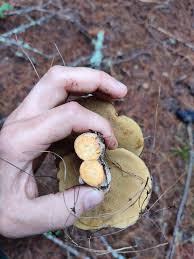 Attēlu rezultāti vaicājumam “Suillus luteus”