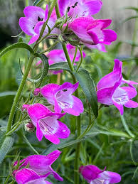 Image result for Penstemon