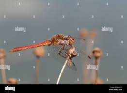 Attēlu rezultāti vaicājumam “Sympetrum vulgatum male”