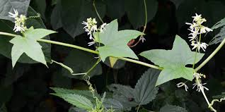 Attēlu rezultāti vaicājumam “Echinocystis lobata flower”