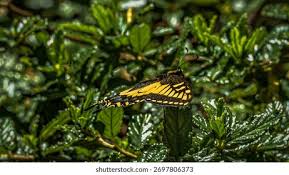 Attēlu rezultāti vaicājumam “Papilio machaon underside”