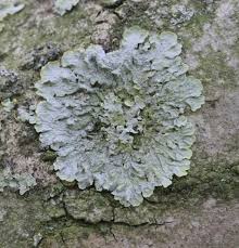 Attēlu rezultāti vaicājumam “Xanthoria polycarpa”