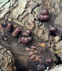 Attēlu rezultāti vaicājumam “Daldinia concentrica”