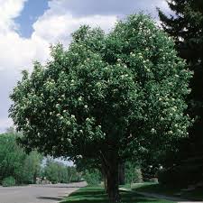 Attēlu rezultāti vaicājumam “Sorbus hybrida”