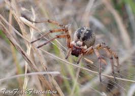 Attēlu rezultāti vaicājumam “Agelena labyrinthica”