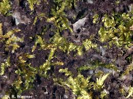 Attēlu rezultāti vaicājumam “Leptogium lichenoides”