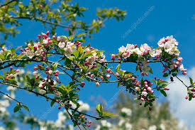 Attēlu rezultāti vaicājumam “Malus sylvestris”