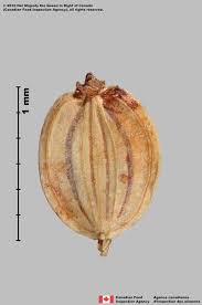 Attēlu rezultāti vaicājumam “Pastinaca sativa subsp. sylvestris leaf”