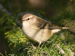 Image result for Phylloscopus humei