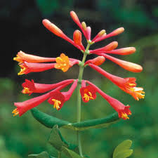 Attēlu rezultāti vaicājumam “Lonicera caerulea var. pallasii flower”