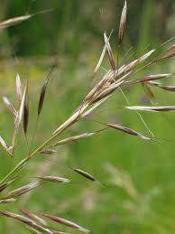 Attēlu rezultāti vaicājumam “Helictotrichon pubescens”