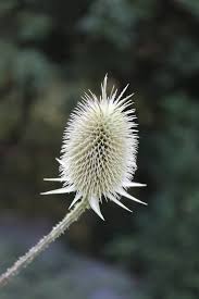 Image result for Dipsacus silvestris