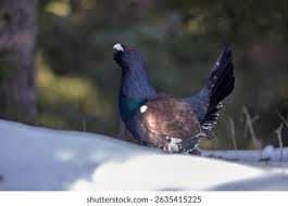 Attēlu rezultāti vaicājumam “Tetrao urogallus”