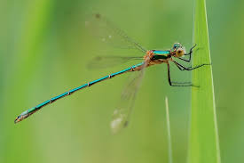 Attēlu rezultāti vaicājumam “Chalcolestes viridis”