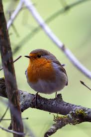 Attēlu rezultāti vaicājumam “Erithacus rubecula nest”