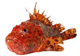 Image result for Scorpaena scrofa