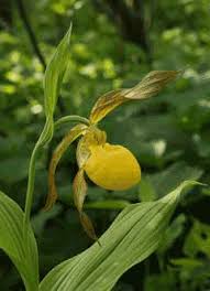 Attēlu rezultāti vaicājumam “Cypripedium calceolus leaf”