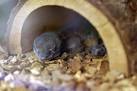 in pet shop terrarium. - via Daymix