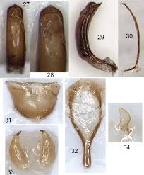 Attēlu rezultāti vaicājumam “Larinus sp.”
