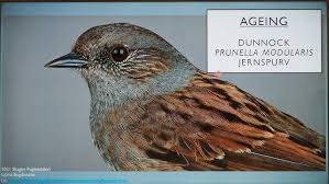 Attēlu rezultāti vaicājumam “Prunella modularis”