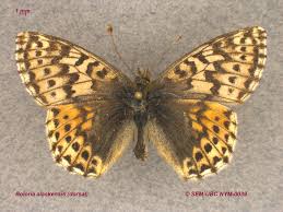 Attēlu rezultāti vaicājumam “Boloria aquilonaris upperside”