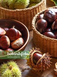 Attēlu rezultāti vaicājumam “Castanea sativa  fruit”