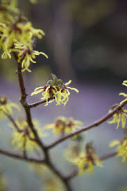 Attēlu rezultāti vaicājumam “Hamamelis mollis flower”