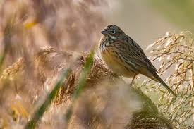 Image result for Emberiza fucata
