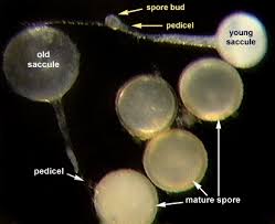 Attēlu rezultāti vaicājumam “Badhamia affinis var. microspora spores”