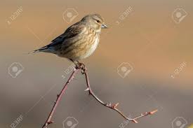 Attēlu rezultāti vaicājumam “Carduelis cannabina”