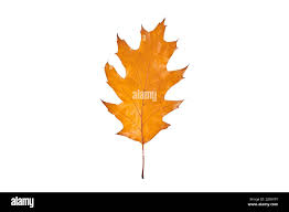 Attēlu rezultāti vaicājumam “Quercus rubra leaf”