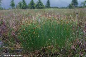 Attēlu rezultāti vaicājumam “Trichophorum cespitosum fruit”