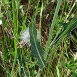 Attēlu rezultāti vaicājumam “Lactuca tatarica leaf”