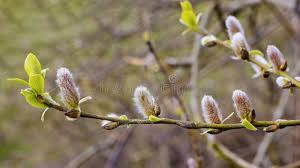 Attēlu rezultāti vaicājumam “Salix daphnoides subsp. acutifolia bud”