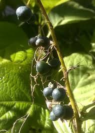 Attēlu rezultāti vaicājumam “Polygonatum multiflorum  fruit”