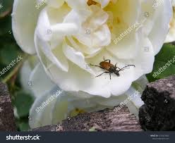 Attēlu rezultāti vaicājumam “Paracorymbia maculicornis”