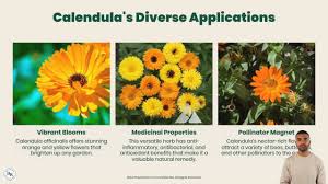 Attēlu rezultāti vaicājumam “Calendula officinalis flower”