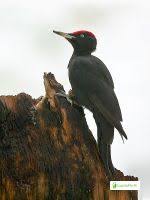 Attēlu rezultāti vaicājumam “Dryocopus martius adult”