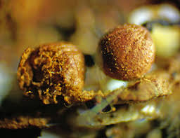 Attēlu rezultāti vaicājumam “Cribraria ferruginea spores”