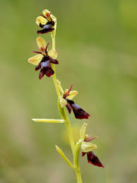 Attēlu rezultāti vaicājumam “Ophrys insectifera”