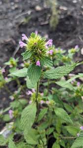 Attēlu rezultāti vaicājumam “Galeopsis bifida”
