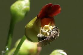 Attēlu rezultāti vaicājumam “Scrophularia nodosa flower”